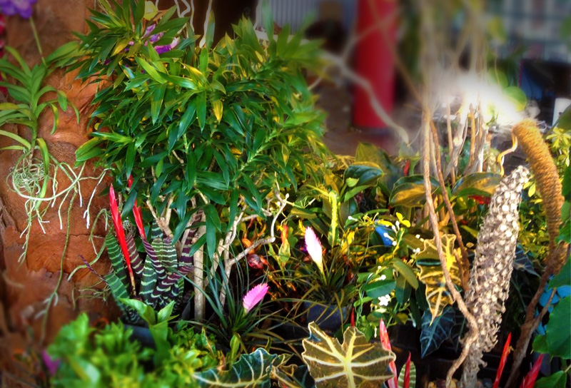 Dichte Innenraumbegrünung (Indoor-Jungle) im Raum Karlsruhe