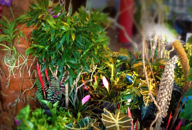 Dichte Innenraumbegrünung (Indoor-Jungle) im Raum Karlsruhe
