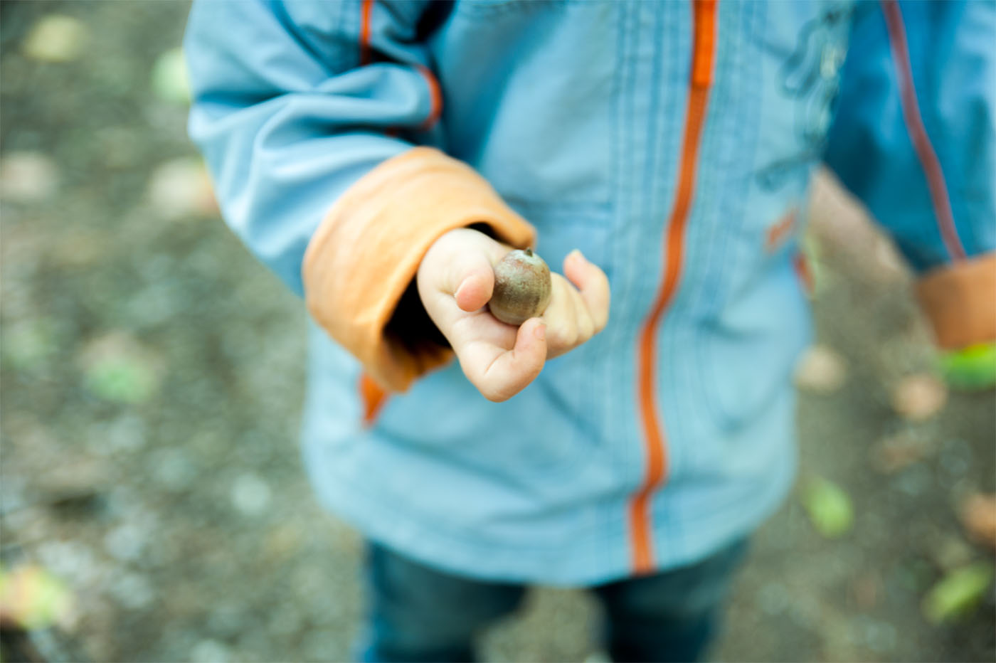 Kinderhand hält eine Eichel, Nahaufnahme beim Waldspaziergang